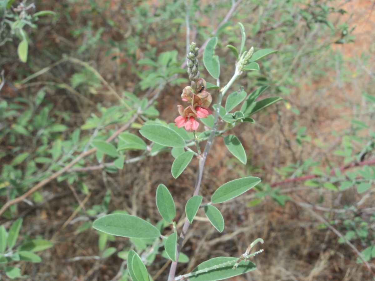 Indigofera oblongifolia Forssk.